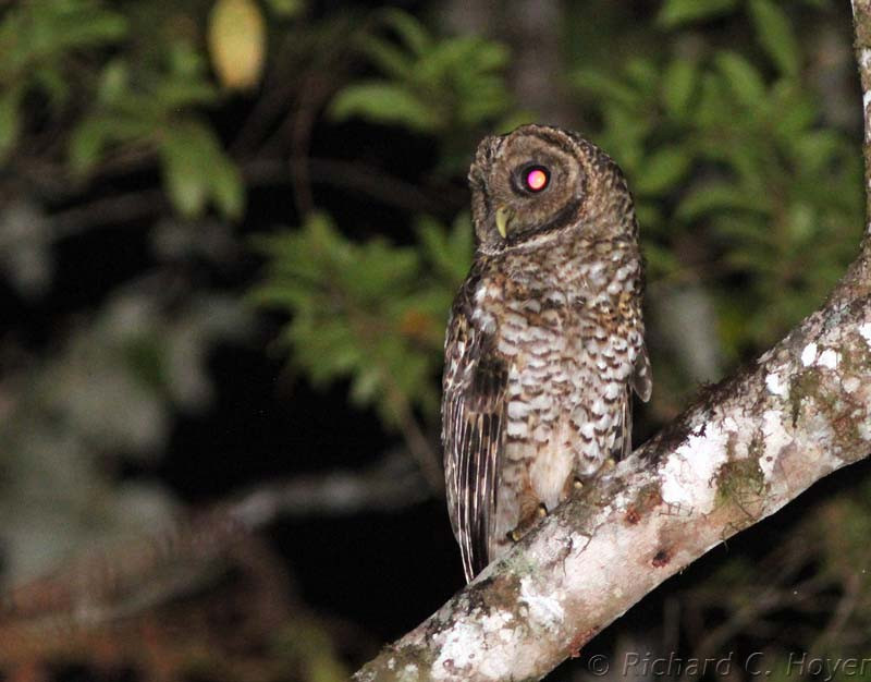 …allowing us to look for night birds, such as this Rusty-barred Owl…
